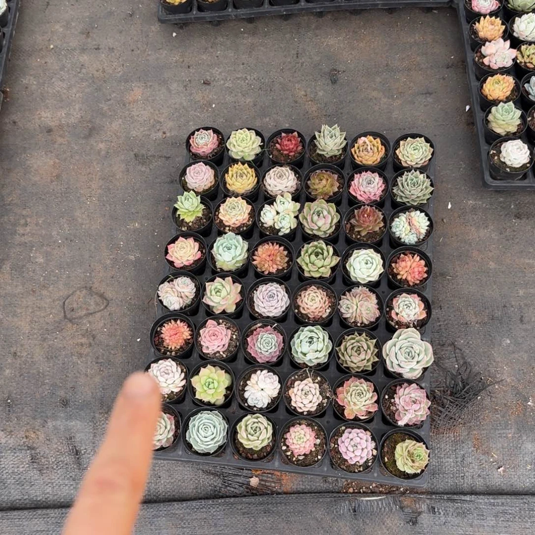 脱土发货量拍48颗