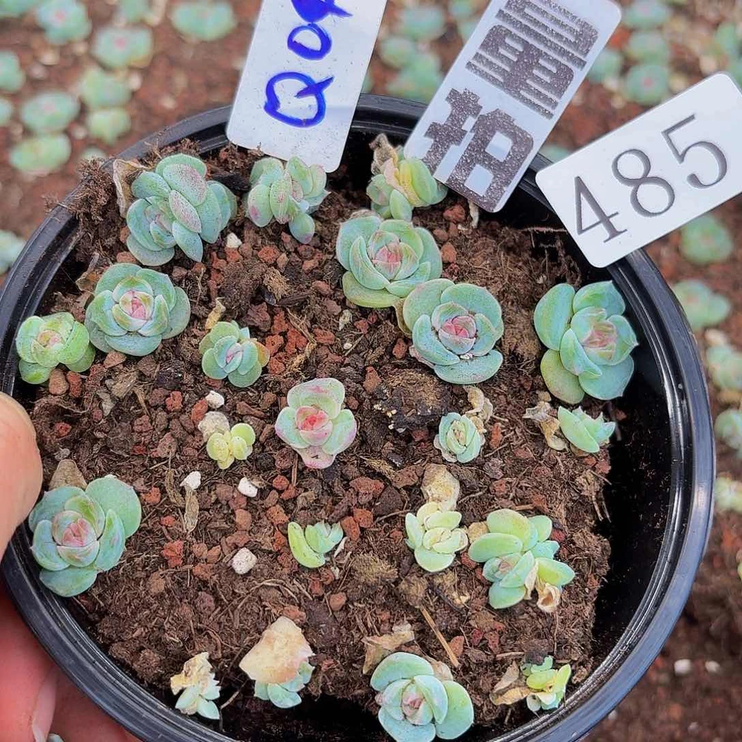 多肉植物多肉植物485量拍