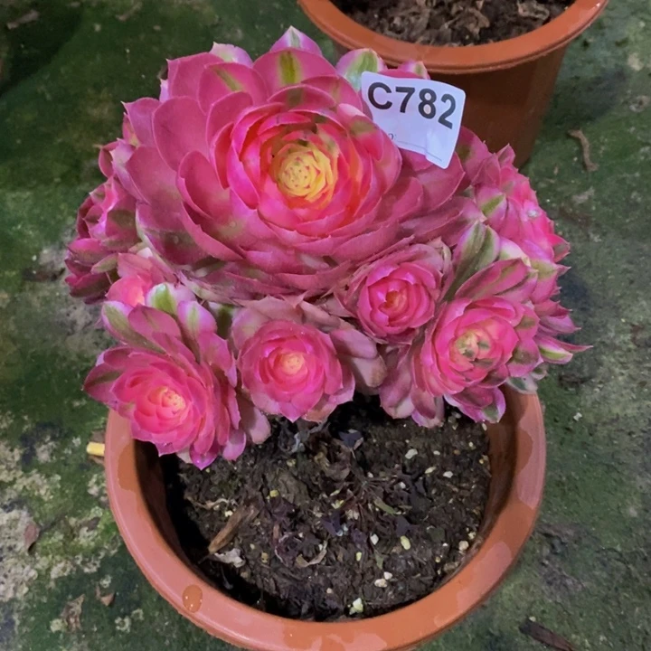 倾城多肉植物782