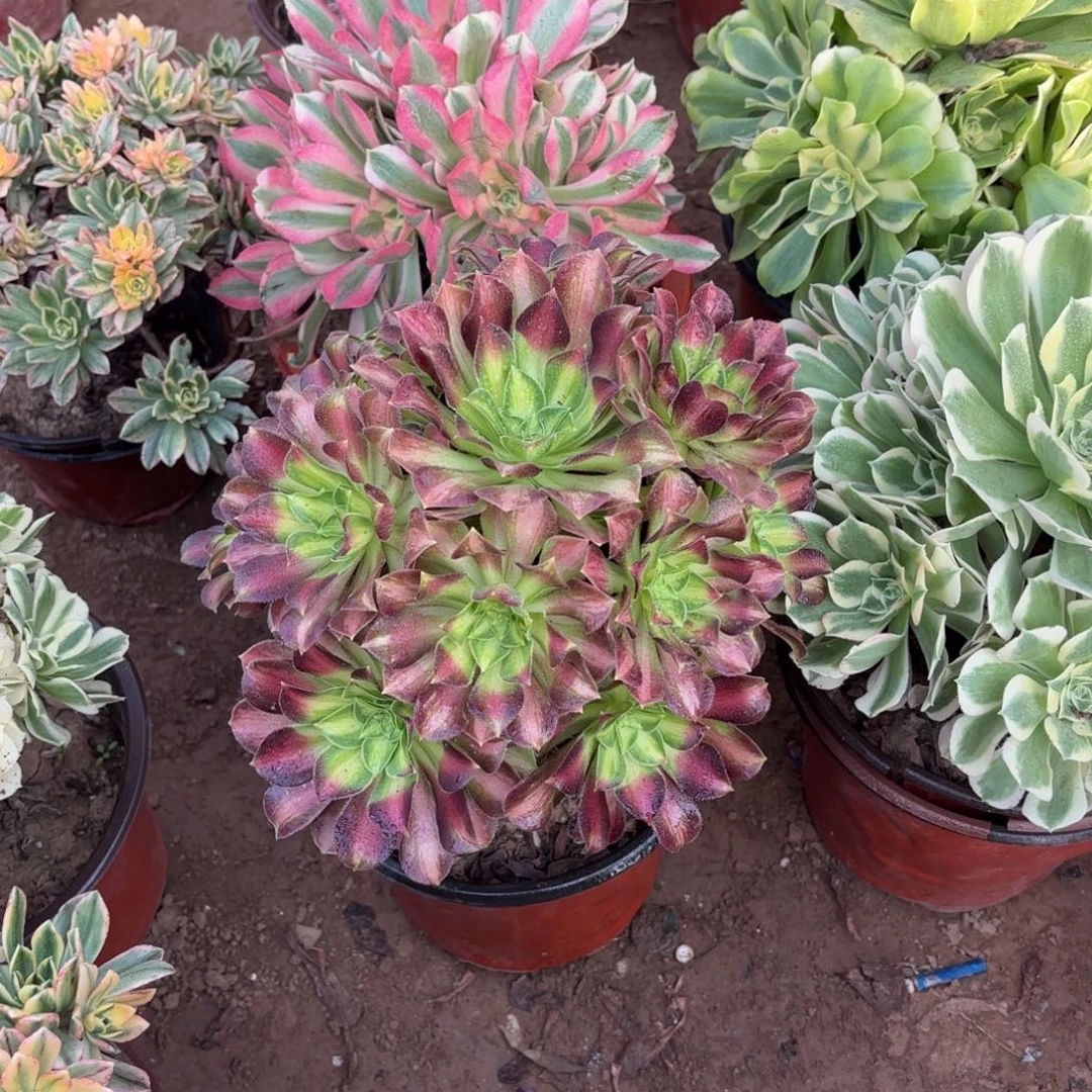 韶华法师9.9多肉植物