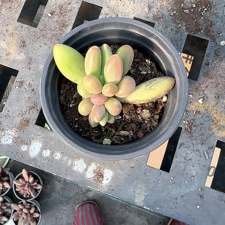 @*零青蛙王子儿童牙膏111