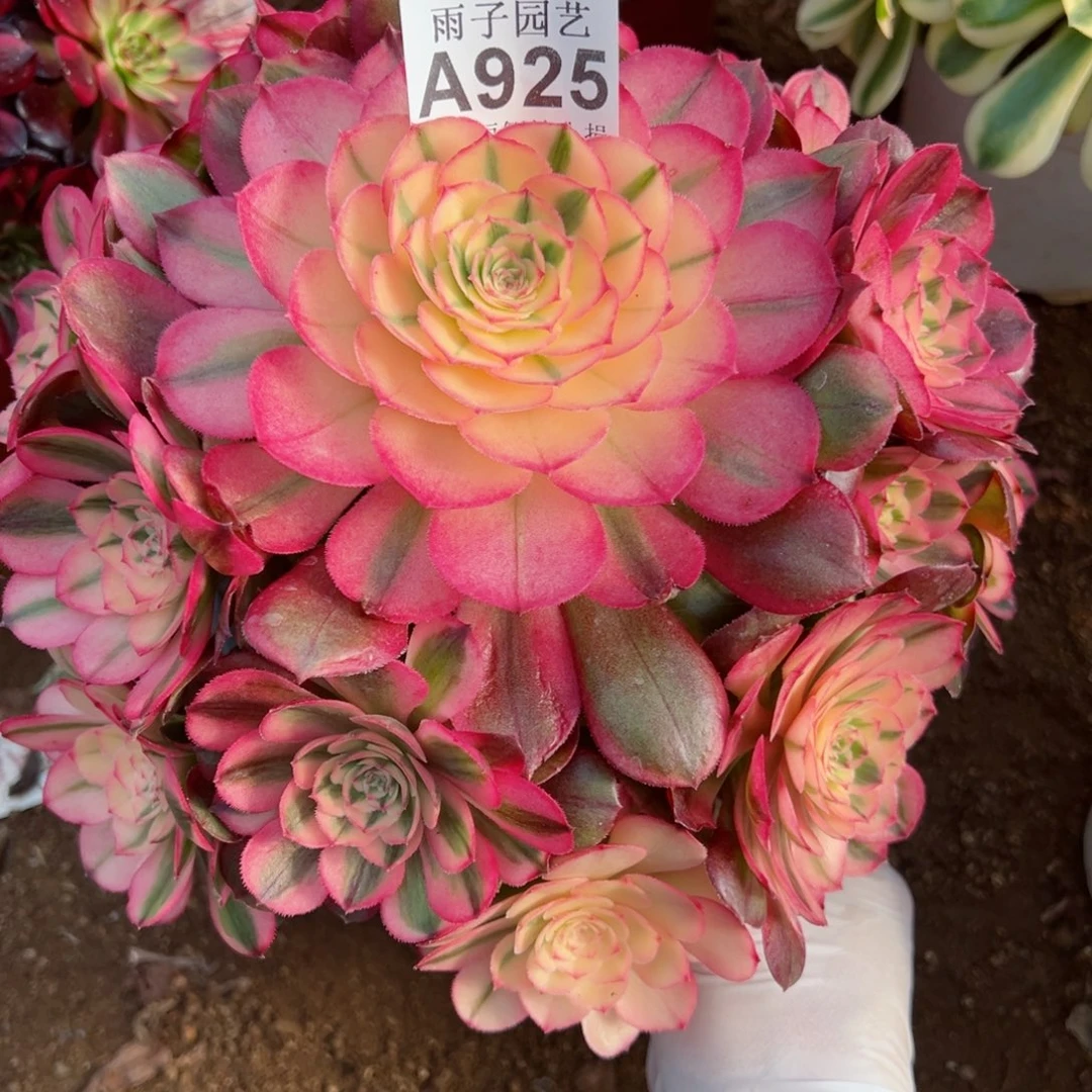 925荔枝尺寸25左右