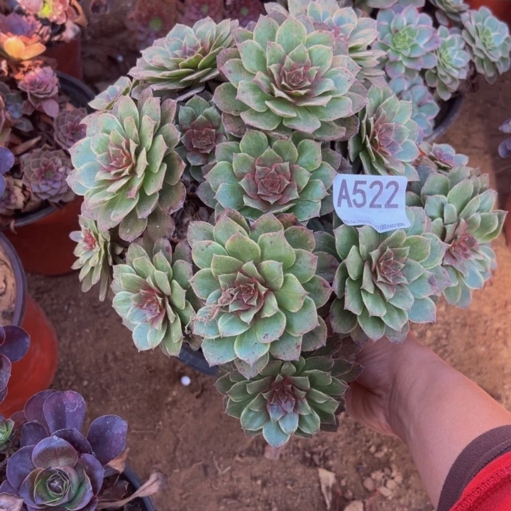 红霞多肉植物522.