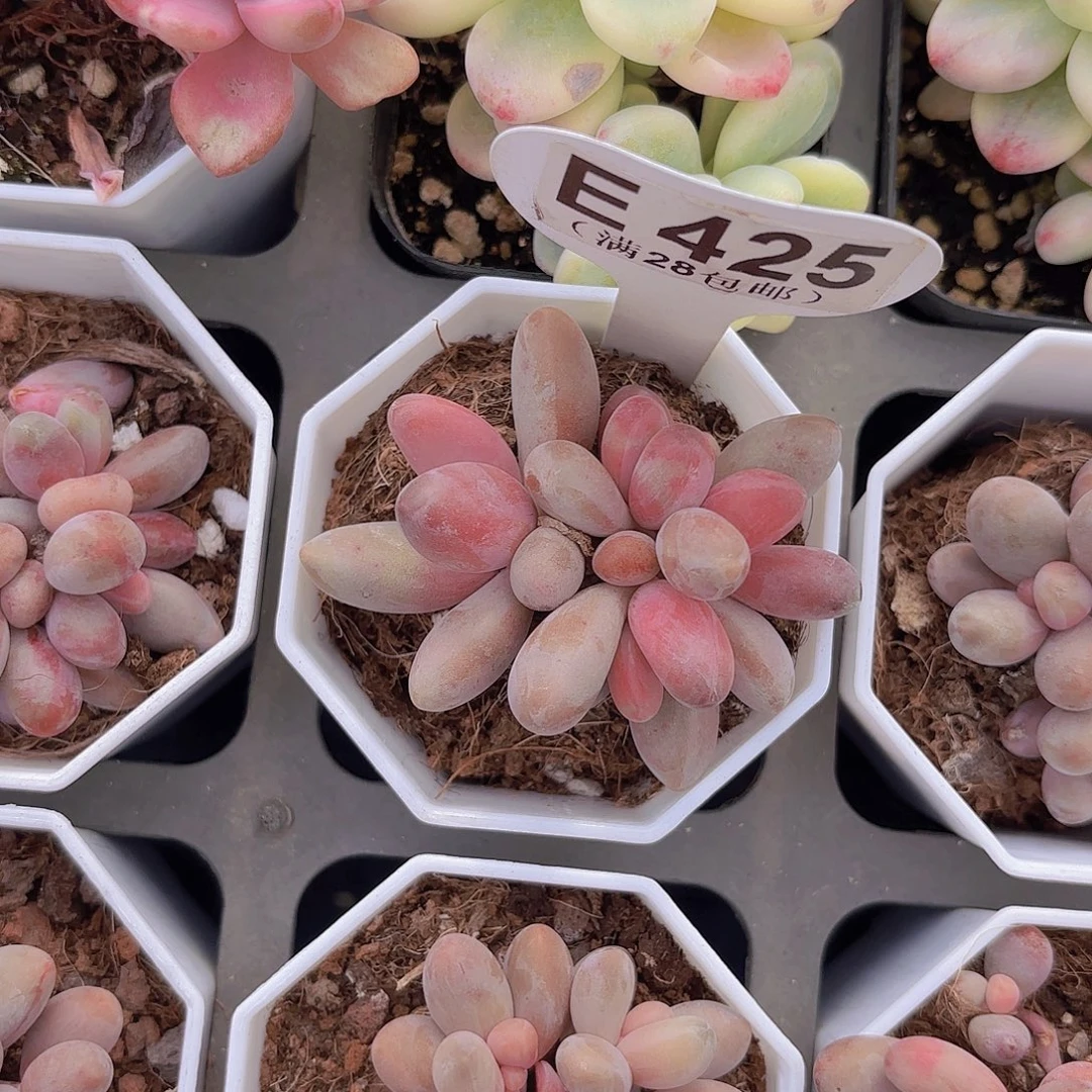 E425手指美人yiwuyipaiw