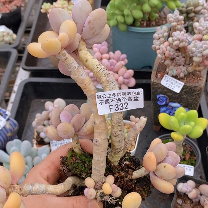 蛋黄奶332多肉植物