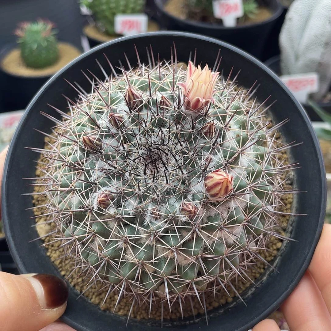 白王丸杂仙人球多肉植物