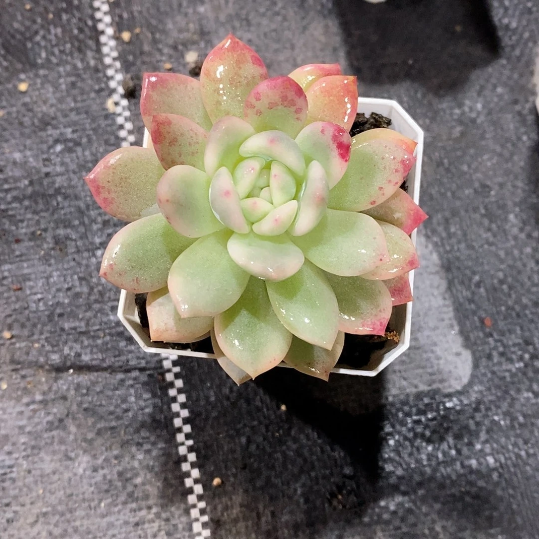 橙子锦多肉植物老桩多肉