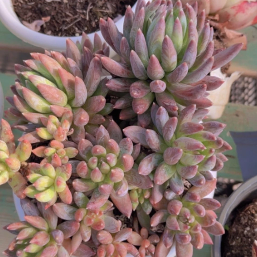 【闪购商品】炫彩星02155