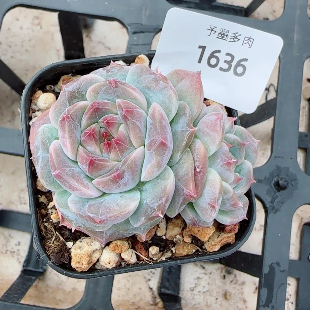 巧克力冰魄，1636多肉植物