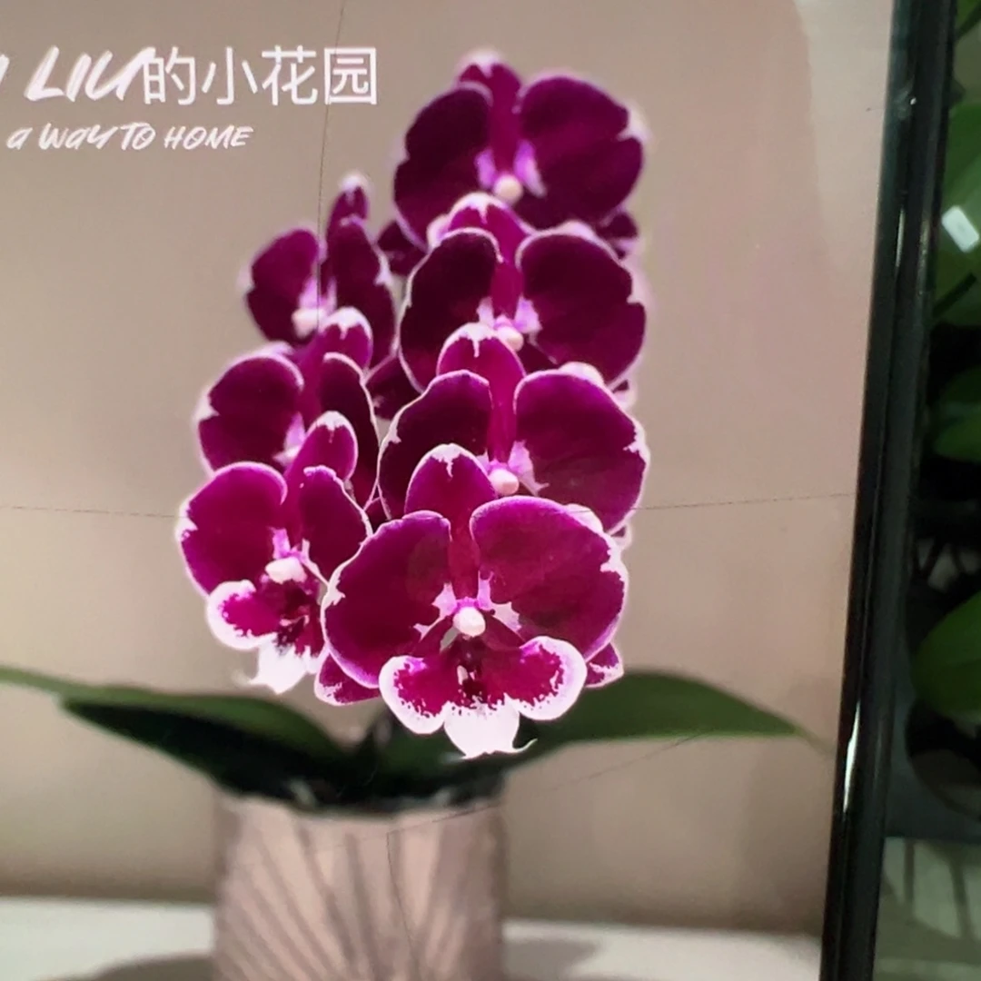 当前无花栽培后可以开花黑天鹅处理浮力请凑单一颗不发货