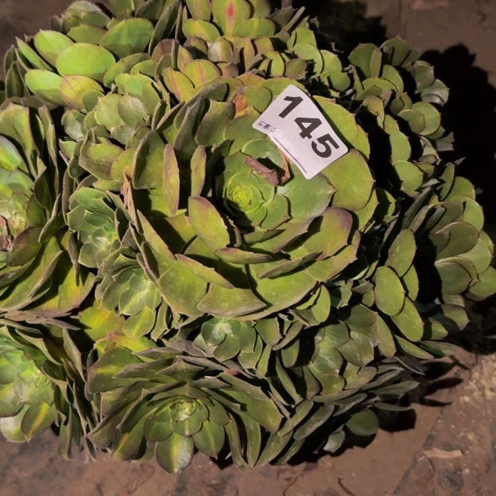 145轮回多肉植物不售后中班