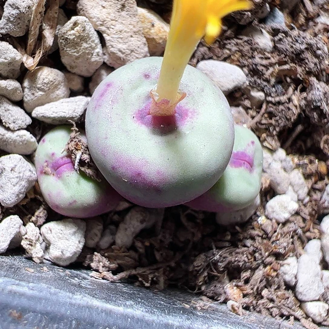 无花朵贝特芬一颗脱土发…………