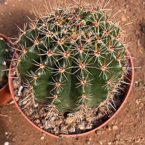 实生狂刺彩草带盆土