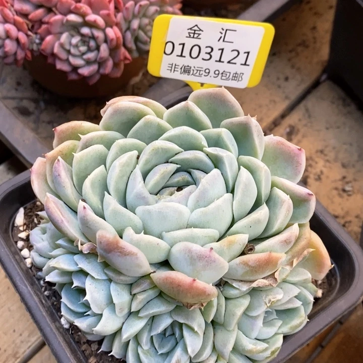 手捧白月影0103121