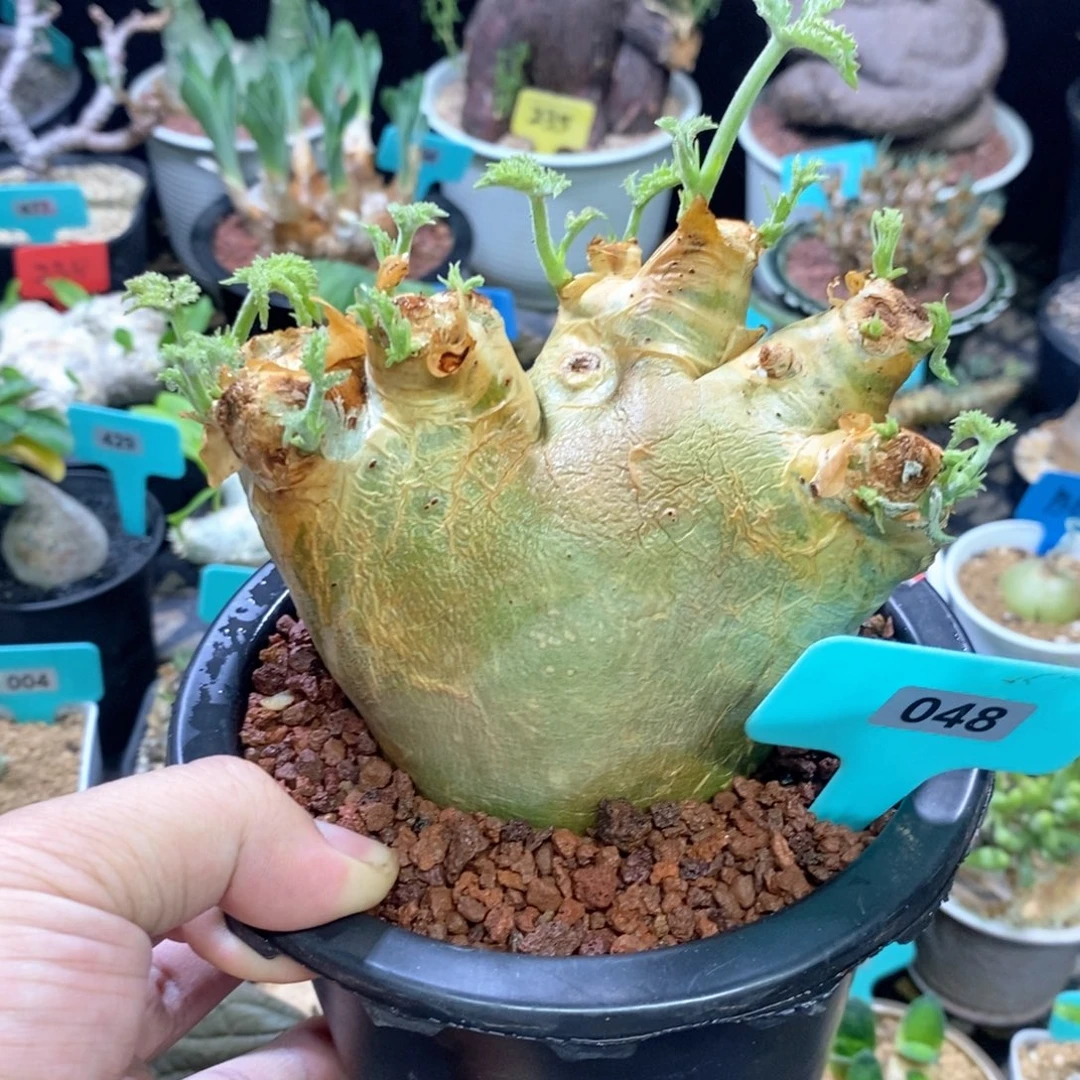 安哥拉葡萄翁一个