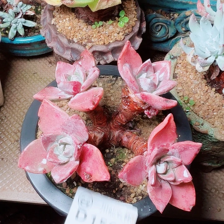 1565泡芙苹果叶多肉