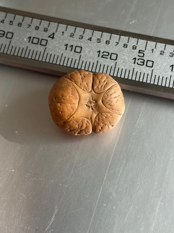 尼泊尔凤眼菩提籽单颗 六星 尺寸19.8mm 厚12.6mm