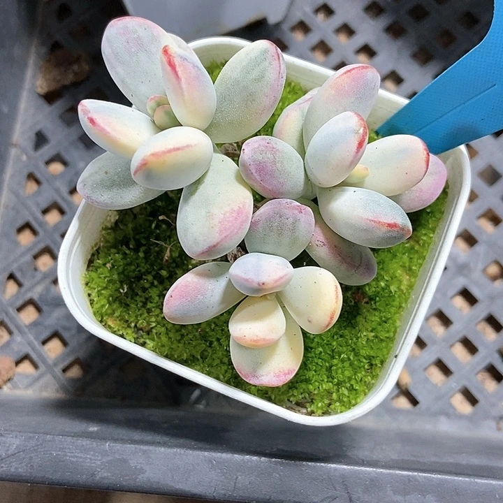 多肉植物乒乓锦a 094