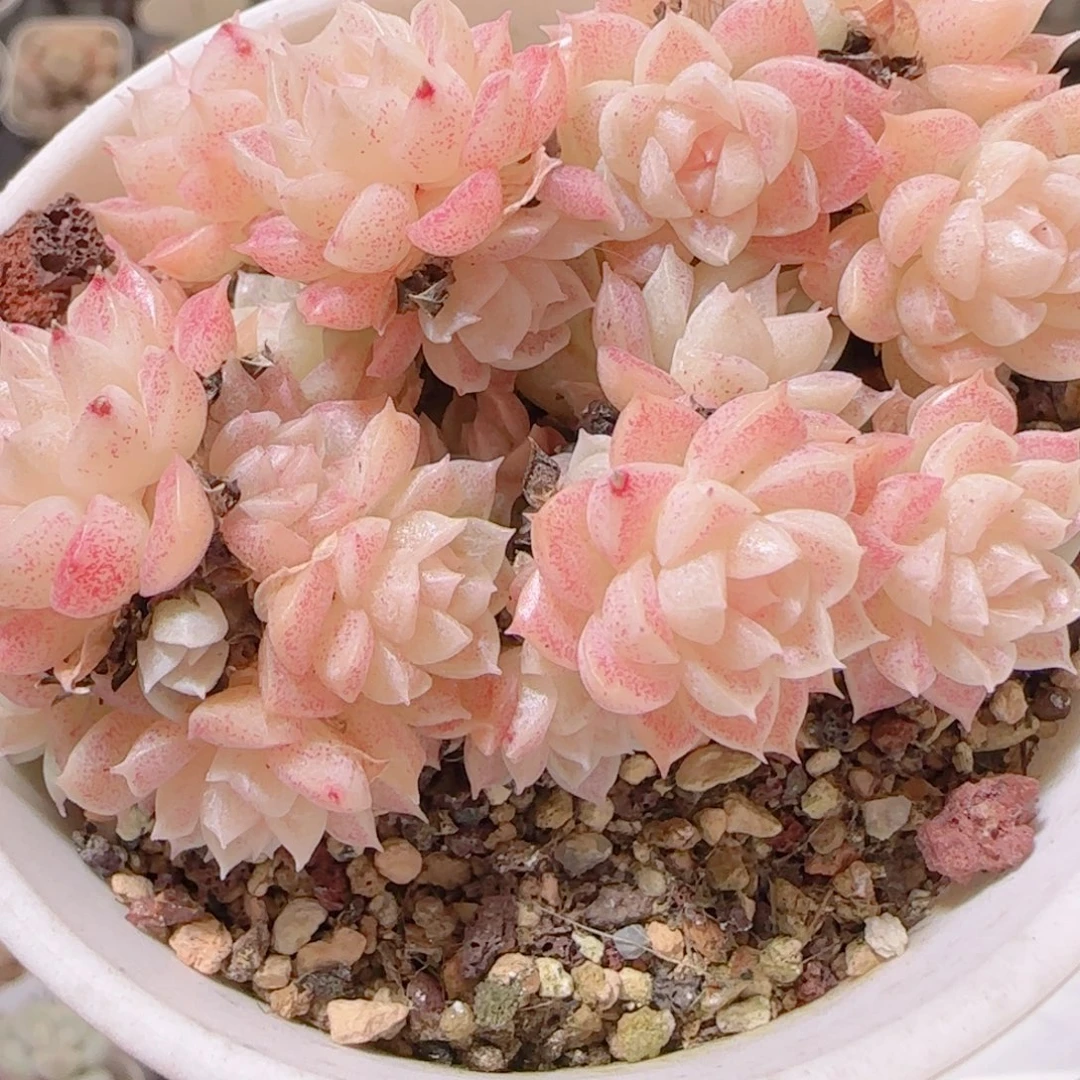 花语多肉1215-77散