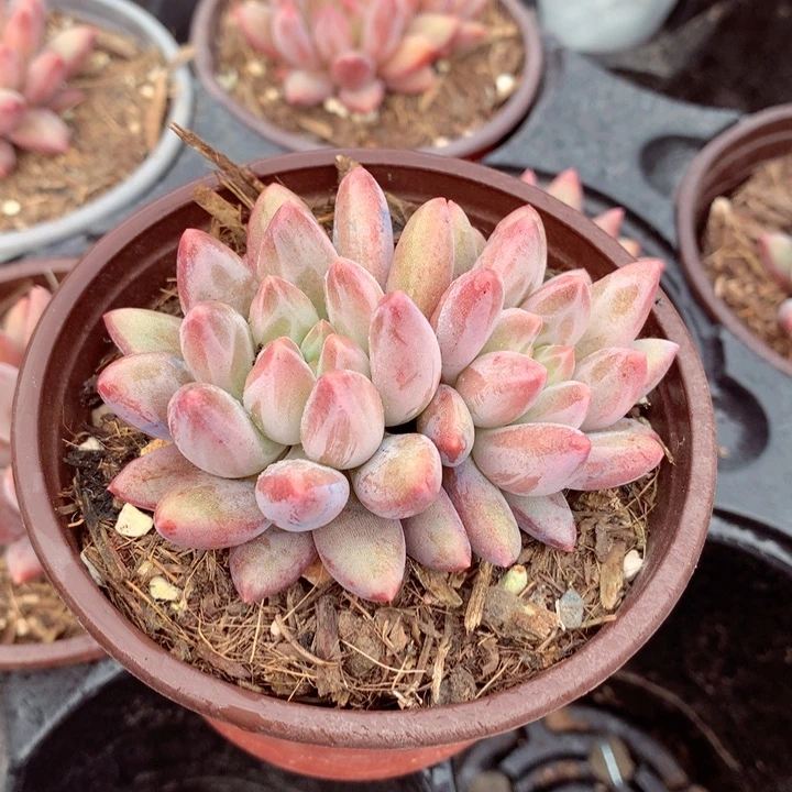 红蜻蜓。