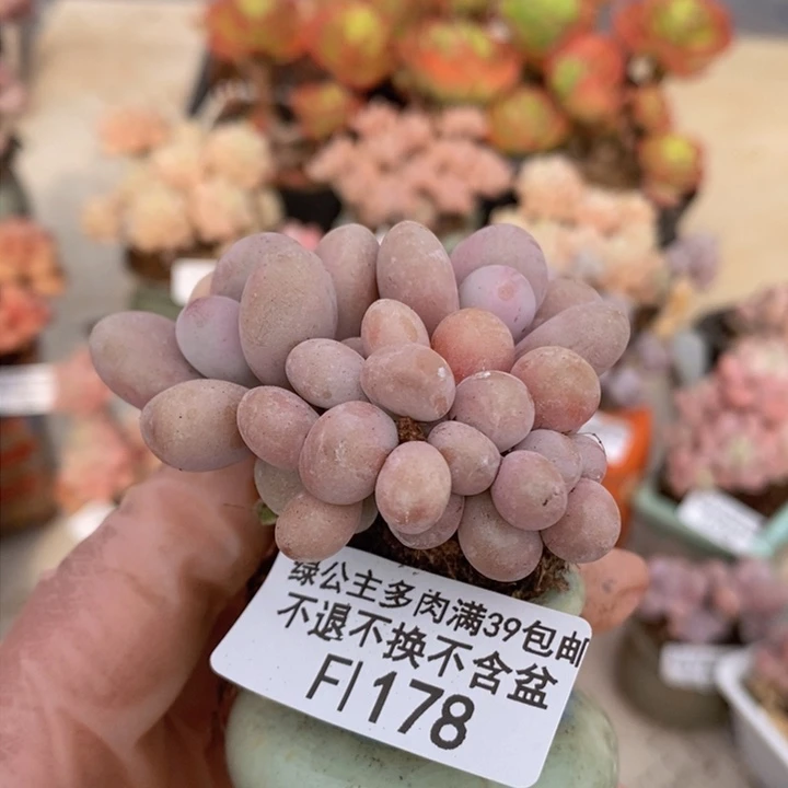 桃蛋朵朵缀6cm178多肉植物