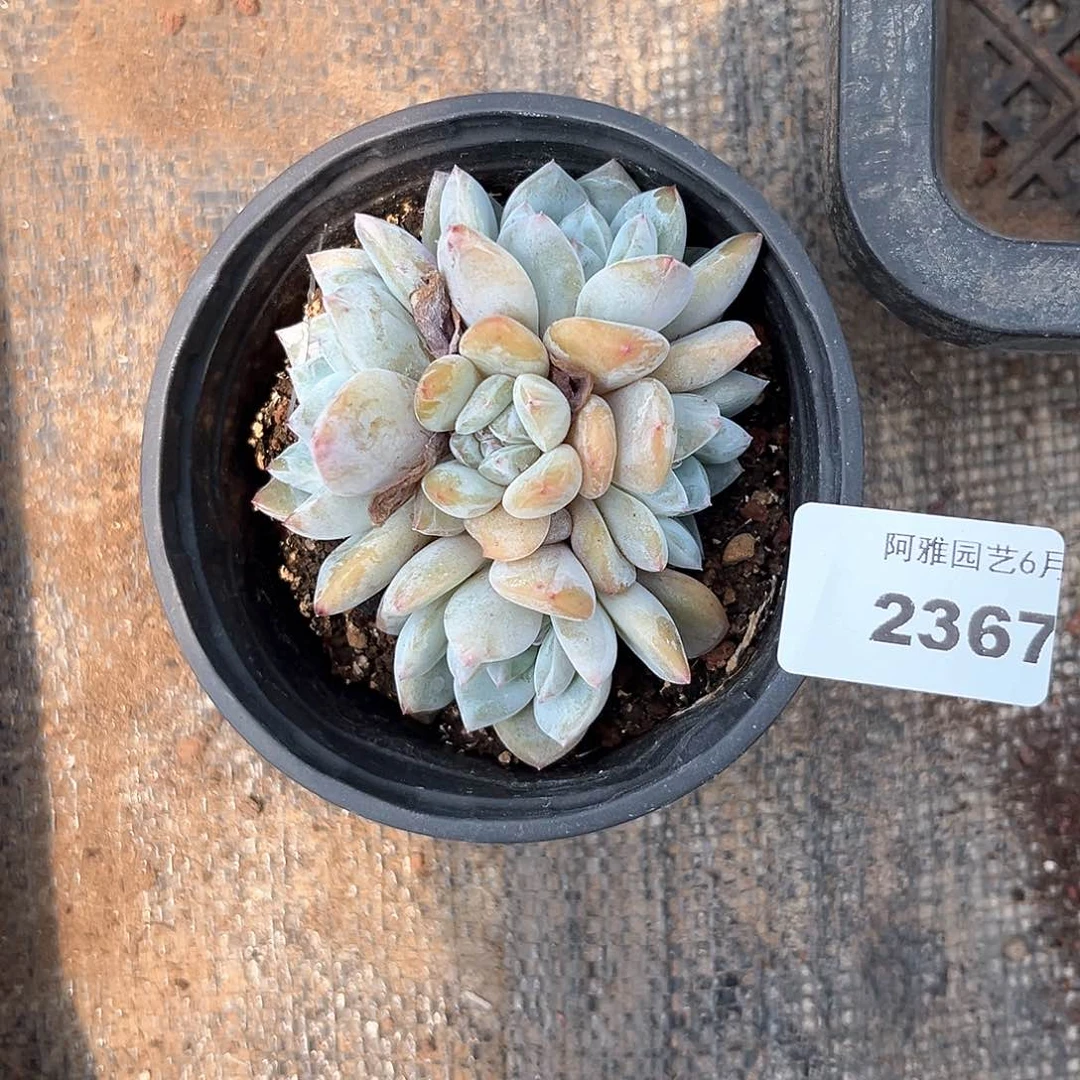 阿雅园艺。   2367梦露小群