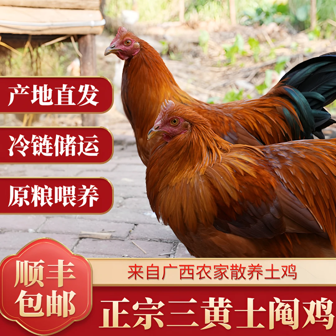 广西农家散养土鸡阉鸡 纯五谷杂粮喂养一年左右