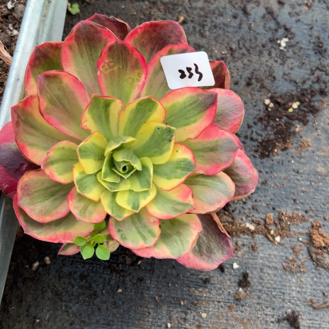 S****e253如意多肉多肉多肉