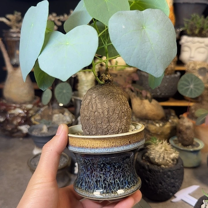 一物一拍老家龙甲龟230