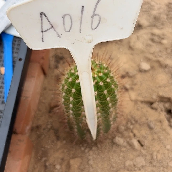 A016,大满贯瑕疵歪头