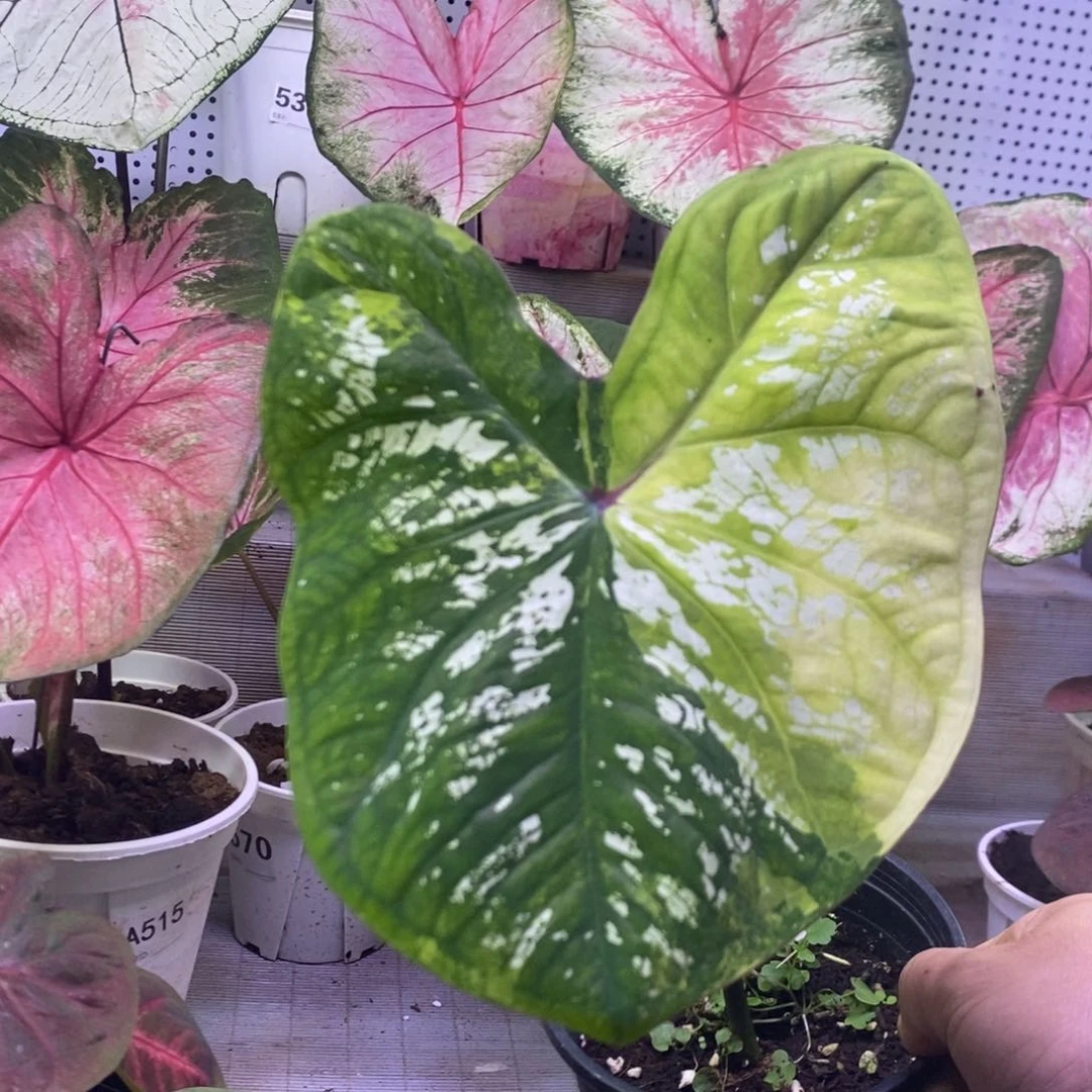 【闪购商品】不开花植物太菜600