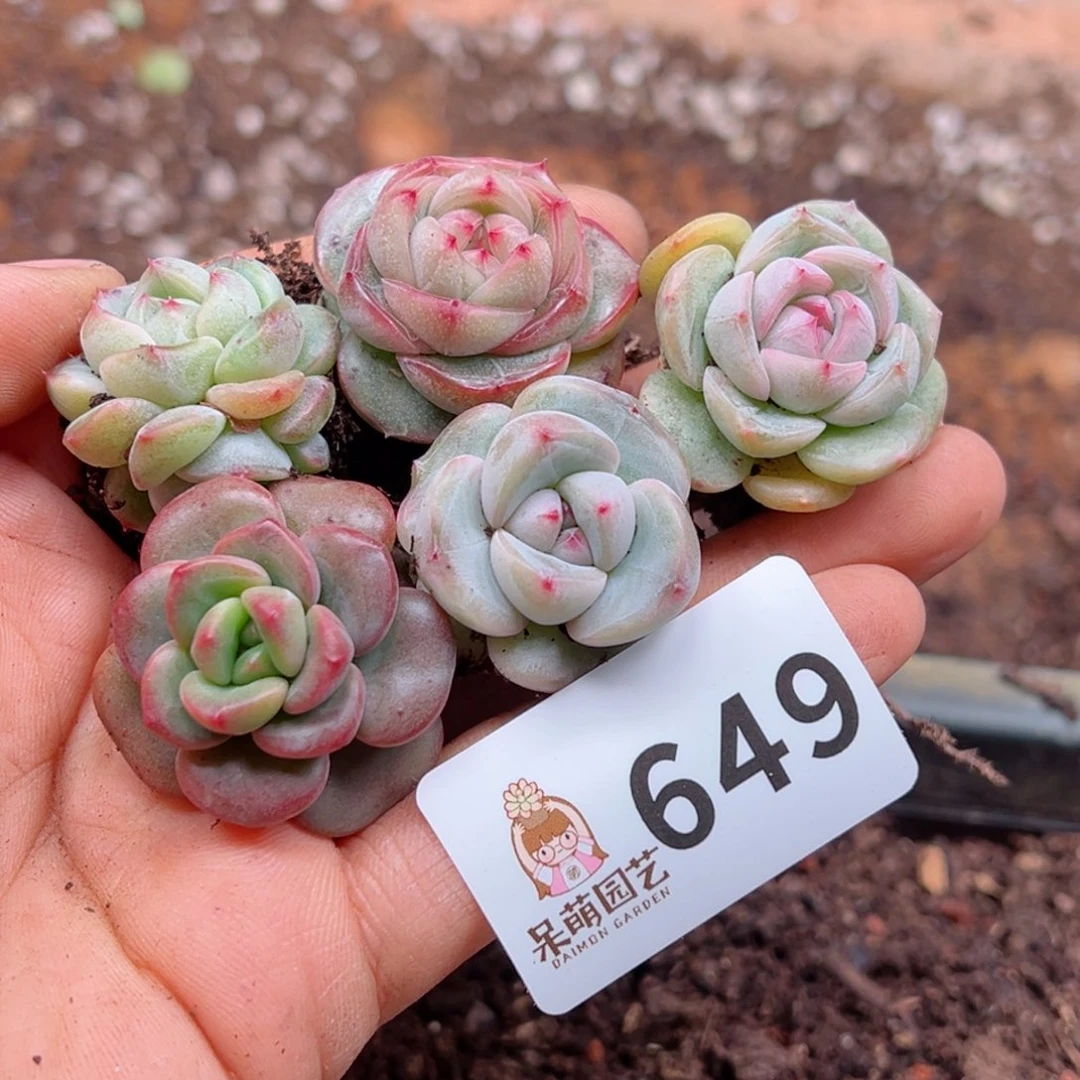 多肉植物多肉植物