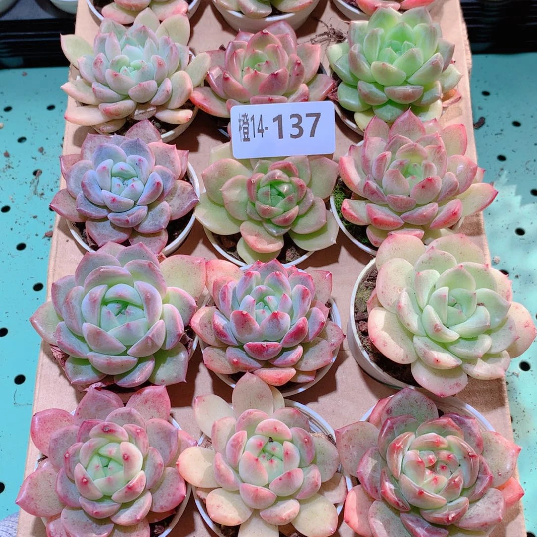 14-137一物一拍多肉带盆18颗