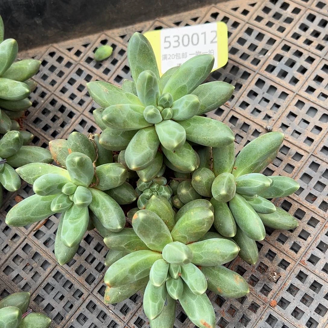 530012 千代田群生平头