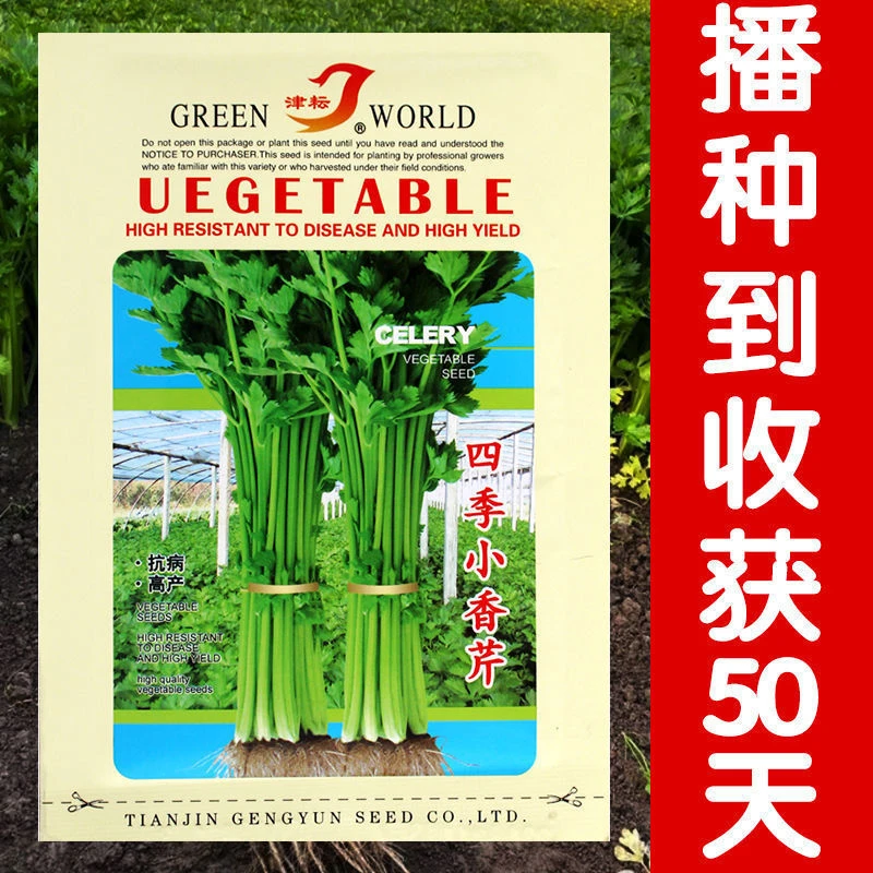 四季小香芹玻璃脆种子少纤维清香实心四季可播种蔬菜种子