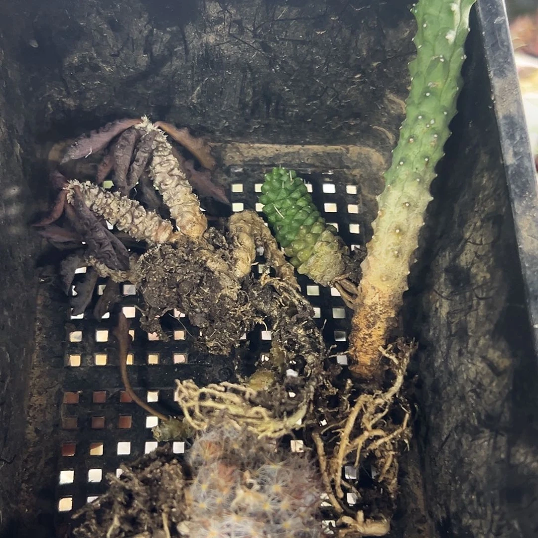 组合仙人球6666666