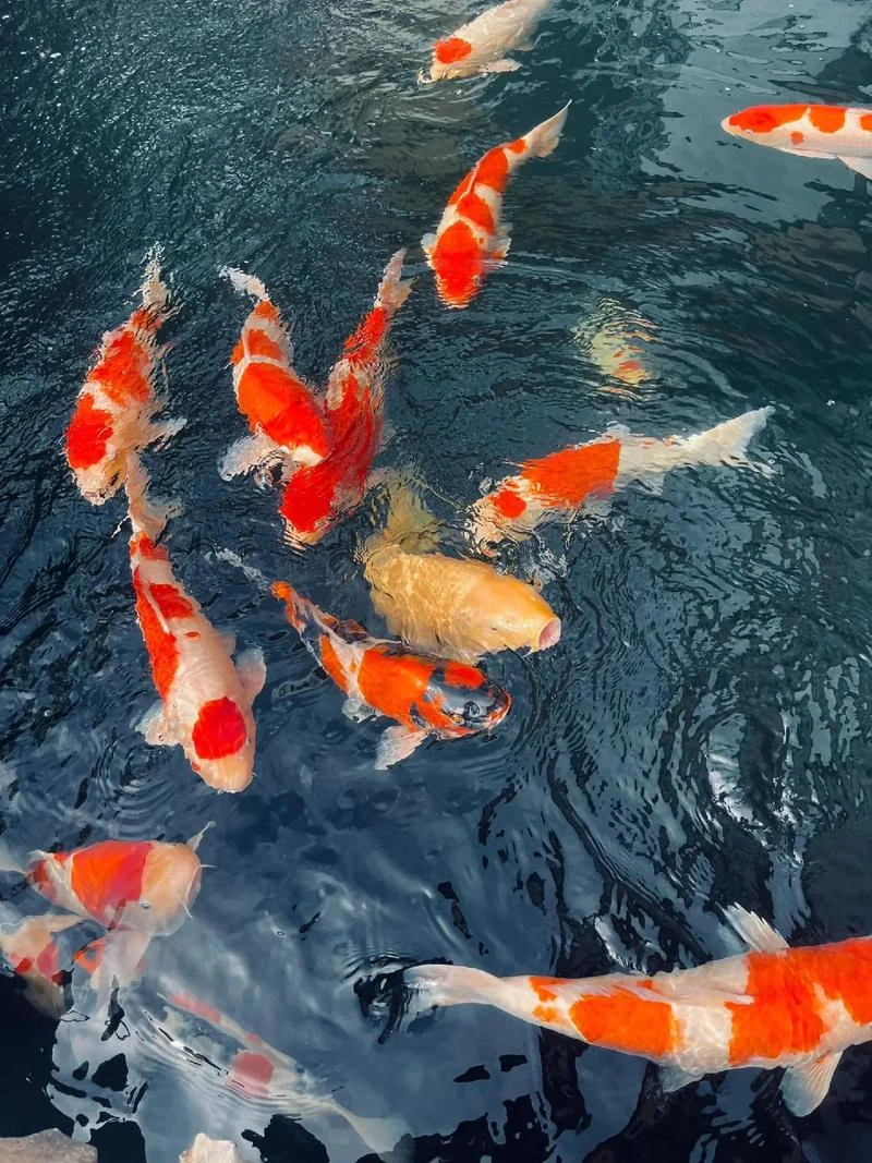 纯种锦鲤冷水观赏鱼红白大正三色随机发货