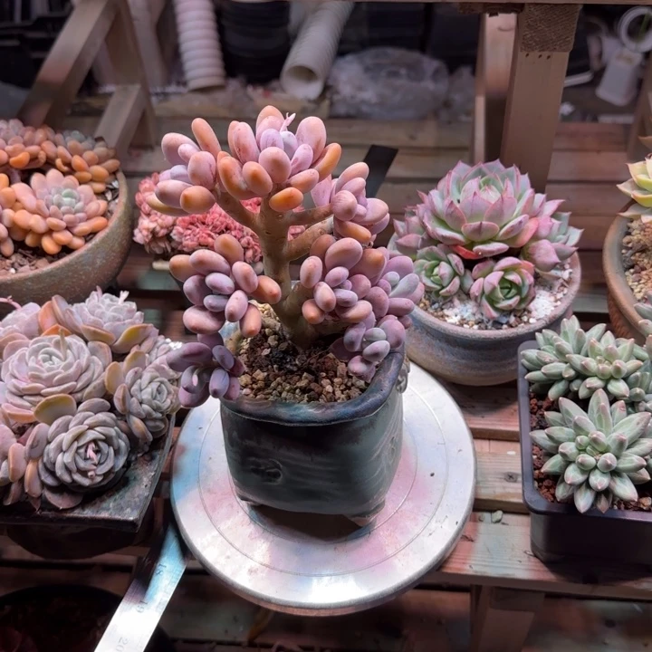 蛋黄奶多肉植物dong xi chi