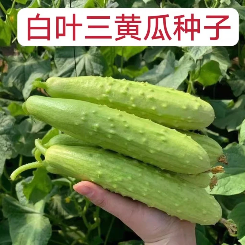 四季播白叶三水果黄瓜种子 小白黄瓜脆甜生吃 蔬菜家庭阳台易种