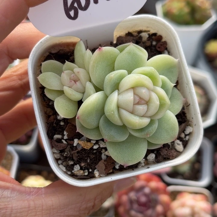 新品珍妮双头6012