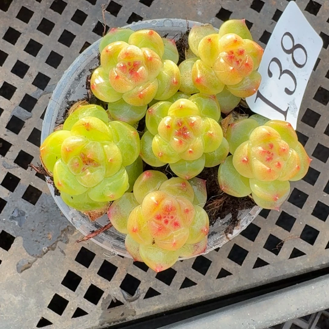 多肉植物多肉植物138