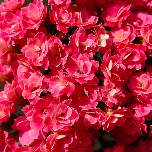 【粉妍 10cm盆】重瓣大花 0℃地区请拍保温，不拍冻坏不赔