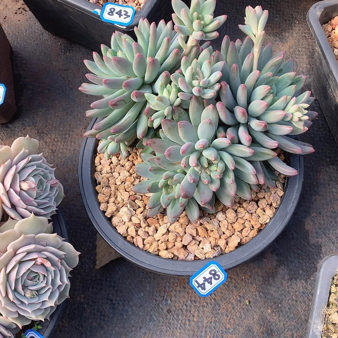 844美人 一物一拍多肉