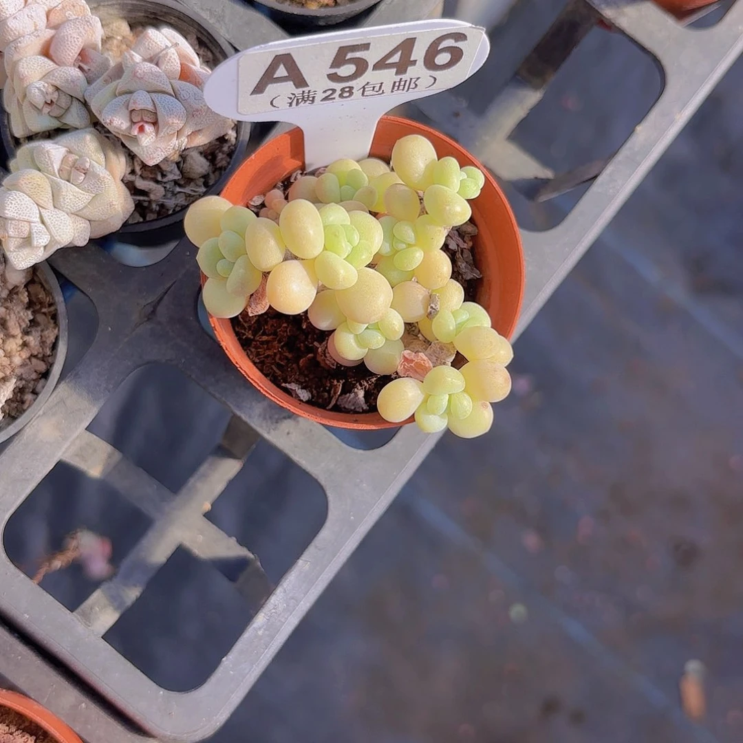 A546鱼子酱一物一拍