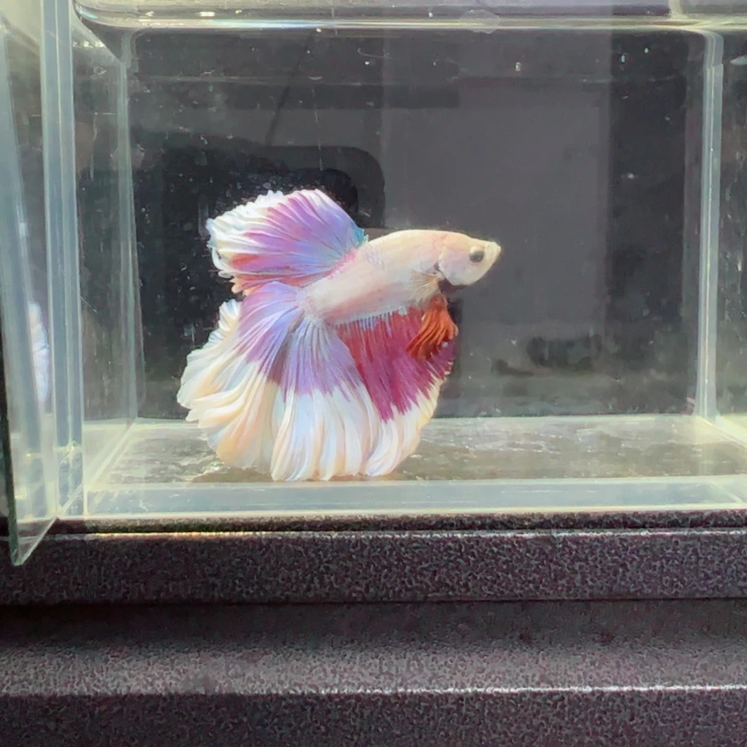 斗鱼浅色特殊尾hhhh