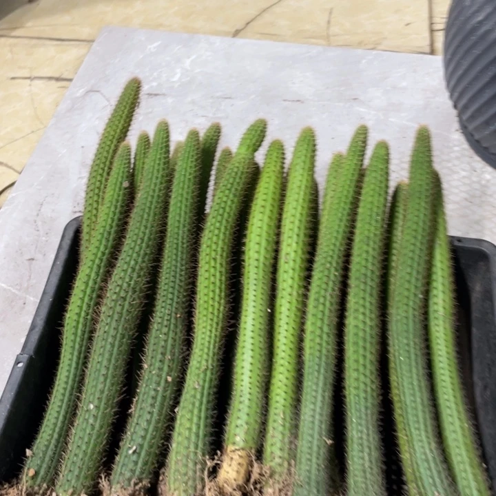 自根彩舞柱金妞25公分