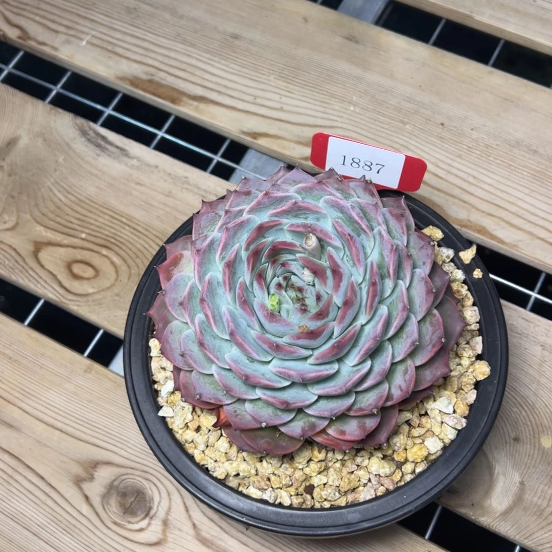 h****21887肉多哟多哦多么多哦