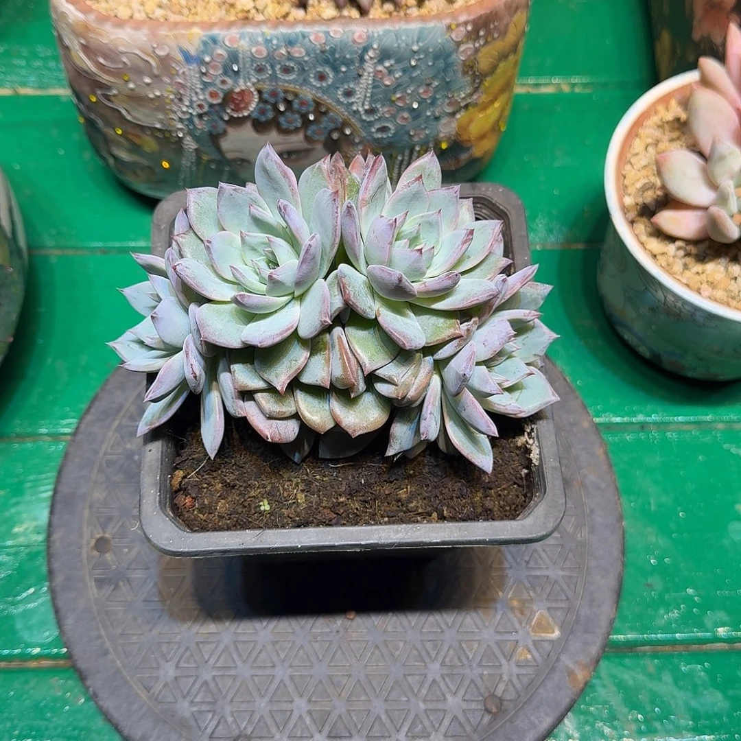 多肉植物多肉植物