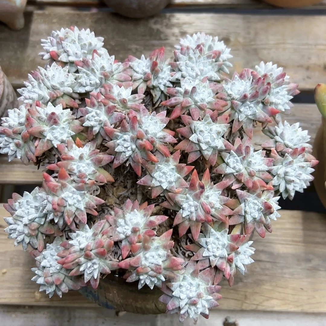 白菊48 零零多肉植物