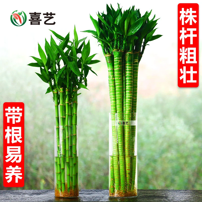 带根龙竹观音竹转运竹发财竹富贵竹植物水养客厅室内盆栽水培绿植